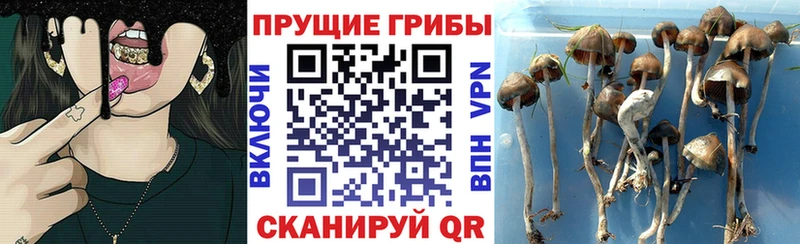 Псилоцибиновые грибы мухоморы  Купить закладки  Большой Камень 